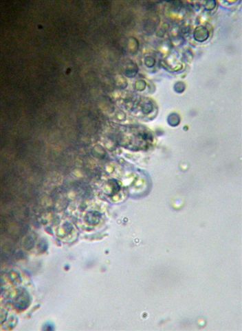 Mycena dal lungo gambo con micro delle spore